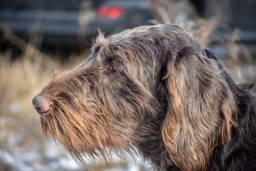Portrait of a German wirehaired pointer. Side view.