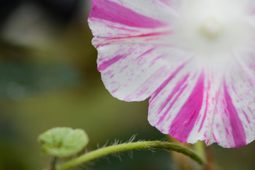 Fototapeta premium ipomea