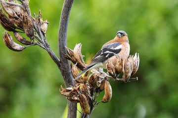 Chaffinch (Fringilla coelebs) sitting on a tree