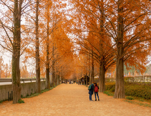 Fototapeta premium Metasequoia lined Road in winter season, the popular scenic destination for many tourists in Damyang, South Korea.
