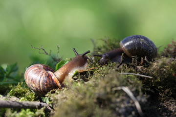 snail on a green leaf
