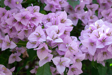 Ramillete de flores de hermoso color
