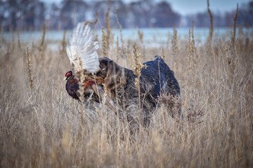 Young strong hunting dog carries a dead bird