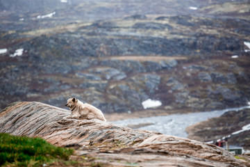Fototapeta premium Greenland adventure travel