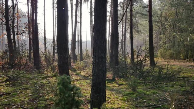 POV footage of walk in the pine forest.