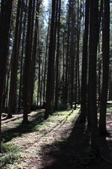 Obraz premium path in the forest