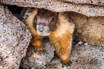 Close up of Yellow-bellied marmot hiding under a rock on top of Half Dome, Yosemite National Park, California