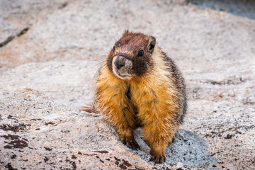 Close up of Yellow-bellied marmot sitting on a rock, Yosemite National Park, California
