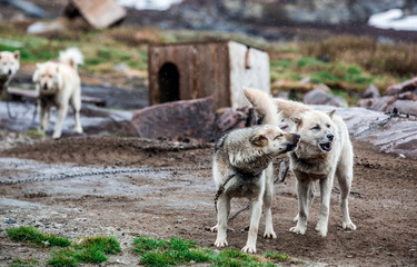 Greenland adventure travel