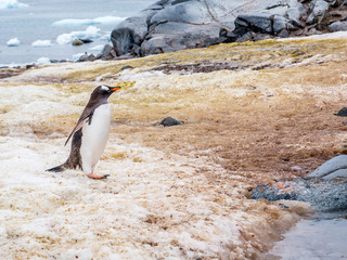 Obraz premium Gentoo penguin, Pygoscelis papua, walking on Petermann Island, Antarctic Peninsula, Antarctica