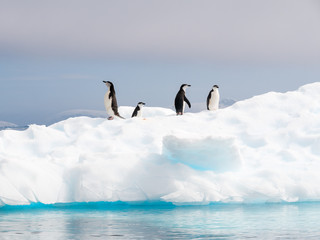 Chinstrap penguins, Pygoscelis antarcticus, standing on ice floe in Anna Cove, Gerlache Strait, Antarctic Peninsula, Antarctica