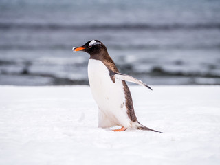 Portrait of Gentoo penguin, Pygoscelis papua, walking in snow, Mikkelsen Harbour, Trinity Island, Antarctic Peninsula, Antarctica