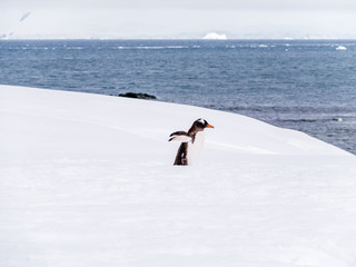 Gentoo penguin, Pygoscelis papua, walking in snow, Mikkelsen Harbour on Trinity Island, Antarctic Peninsula, Antarctica