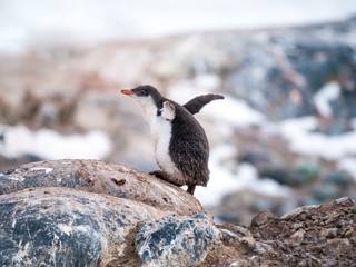 Gentoo penguin, Pygoscelis papua, chick climbing a rock, Mikkelsen Harbour on Trinity Island, west coast of Antarctic Peninsula, Antarctica