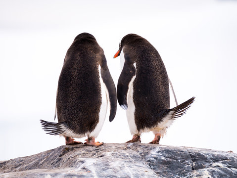 Rear view of two Gentoo penguins, Pygoscelis papua, standing on rock, Mikkelsen Harbour, Trinity Island, Antarctic Peninsula, Antarctica