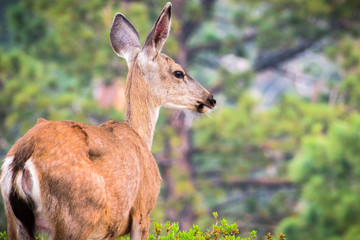 Close up of young black-tailed deer, Yosemite National Park, California
