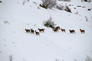 Mouflons en hiver