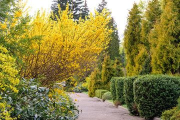 yellow forsythia bush during blossoming