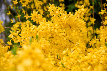 yellow forsythia bush during blossoming