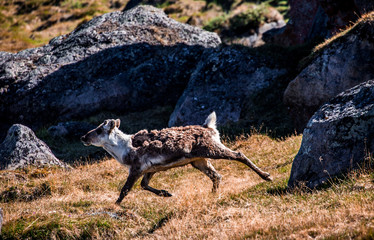 Greenland adventure travel