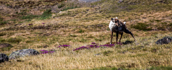 Greenland adventure travel