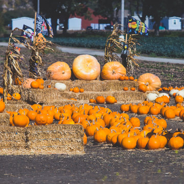 View of a pumpkin farm with pumpkin market on Pacific Coast Highway 1, California, United States