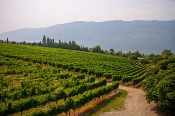 Canadian wine country