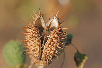 Datura stramonium