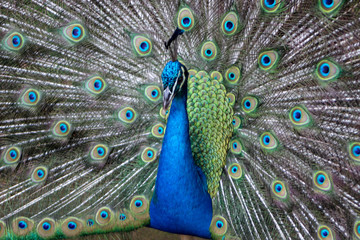 Obraz premium Peacock with feathers out