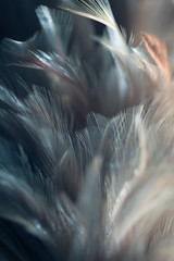 Blur Bird chickens feather texture for background, Fantasy, Abstract, soft color of art design.