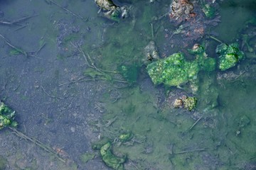 Green moss texture and background