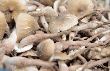 termite mushroom on texture and background