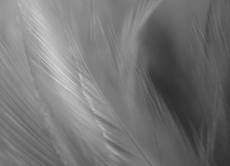 Blur Bird chickens feather texture for background, Fantasy, Abstract, soft color of art design.