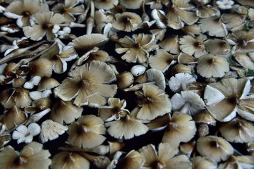 termite mushroom on texture and background