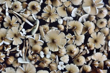 termite mushroom on texture and background