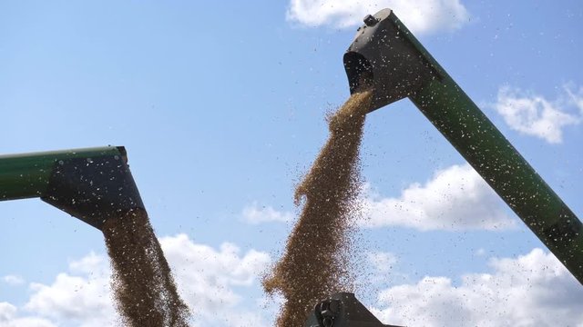 Professional modern process transport of harvest yield to warehouse. Gathering and loading fresh wheat grains to loader. Yellow dry kernels falling from combine auger into cart on the field landscape