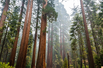 Giant Sequoia trees in Mariposa Grove, Yosemite National Park, California; smoke from Ferguson Fire visible in the air; - obrazy, fototapety, plakaty