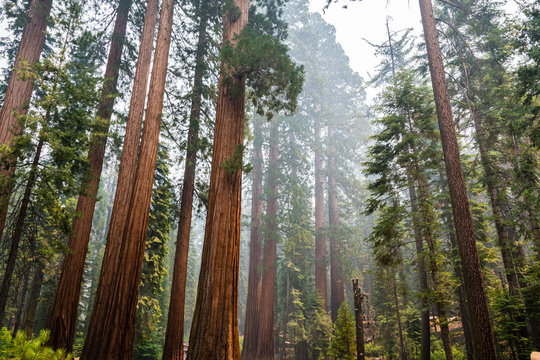 Giant Sequoia trees in Mariposa Grove, Yosemite National Park, California; smoke from Ferguson Fire visible in the air;