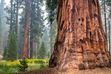 Giant Sequoia trees in Mariposa Grove, Yosemite National Park, California; smoke from Ferguson Fire visible in the air; - obrazy, fototapety, plakaty