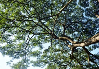 big tree branch in nature ,Thailand