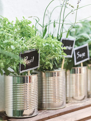 Growing herbs in metal cans