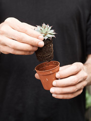 Crop person holding succulent out of pot