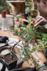 Unrecognizable men taking care of bonsai tree