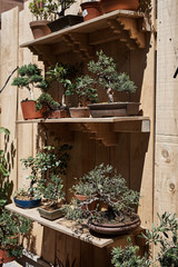 Fototapeta na wymiar Shelves with bonsai trees