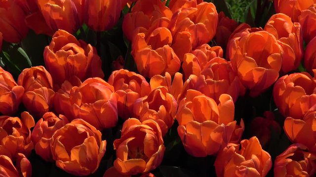 Tulpen