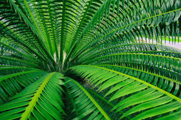 Naklejka na ściany i meble green leaf of palm tree, thorn foliage nature background