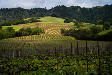 Fototapeta na wymiar california vineyard