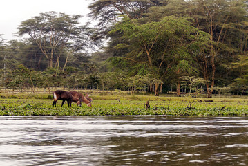 Lake in the jungle of Kenya under a cloudy sky