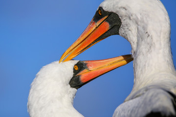 Portrait of Nazca boobies grooming each other, Espanola Island, Galapagos National park, Ecuador.