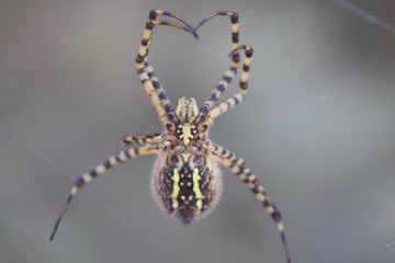 Banded Garden Spider. Web. Shiloh Ranch Regional Park in southeast Windsor includes oak woodlands, forests of mixed evergreens, ridges with sweeping views of the Santa Rosa Plain, canyons.